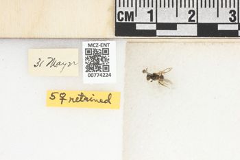 Media type: image;   Entomology 774224 Aspect: Labels